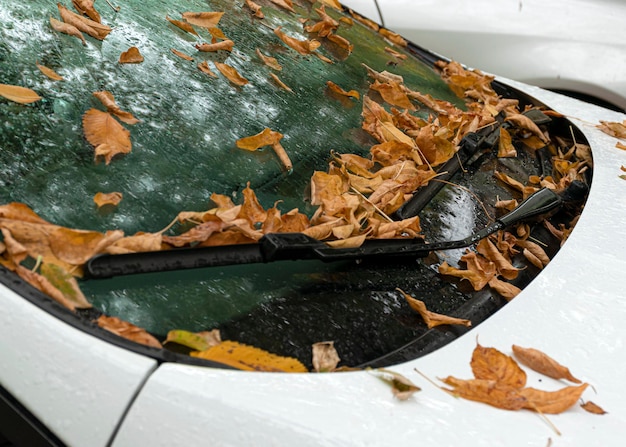 Autumn yellow and orange leaves lie on a car Windshield in raindrops Autumn cloudy weather Reflection in the glass