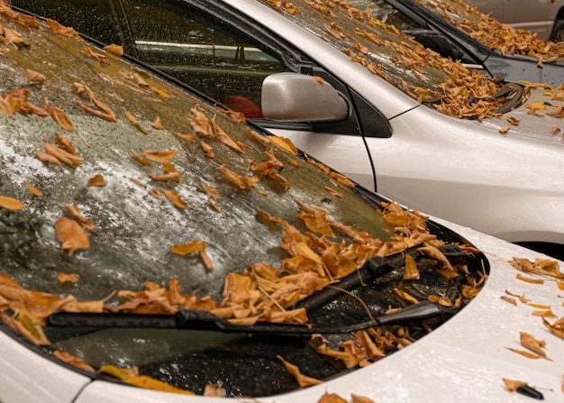 Autumn yellow and orange leaves lie on a car Windshield in raindrops Autumn cloudy weather Reflection in the glass