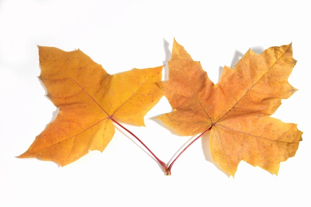 Autumn yellow orange wedge leaf close up isolated on white background.