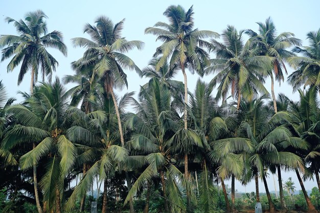 autumn yellow palm jungle