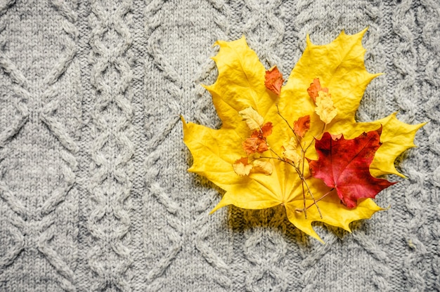 Autumn yellow and red maple leaves on the background of gray cozy knitted sweater