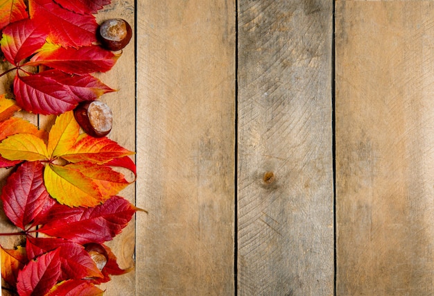 Foto foglie di acero rosso giallo autunno