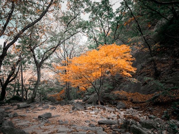 韓国の山の秋の黄色の木