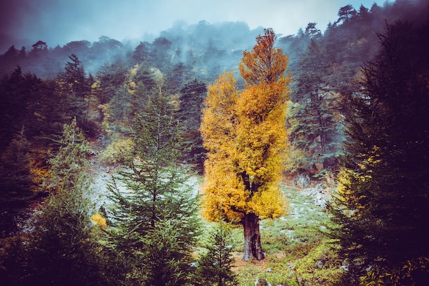 산의 가을 노란 나무 산의 아름다운 자연
