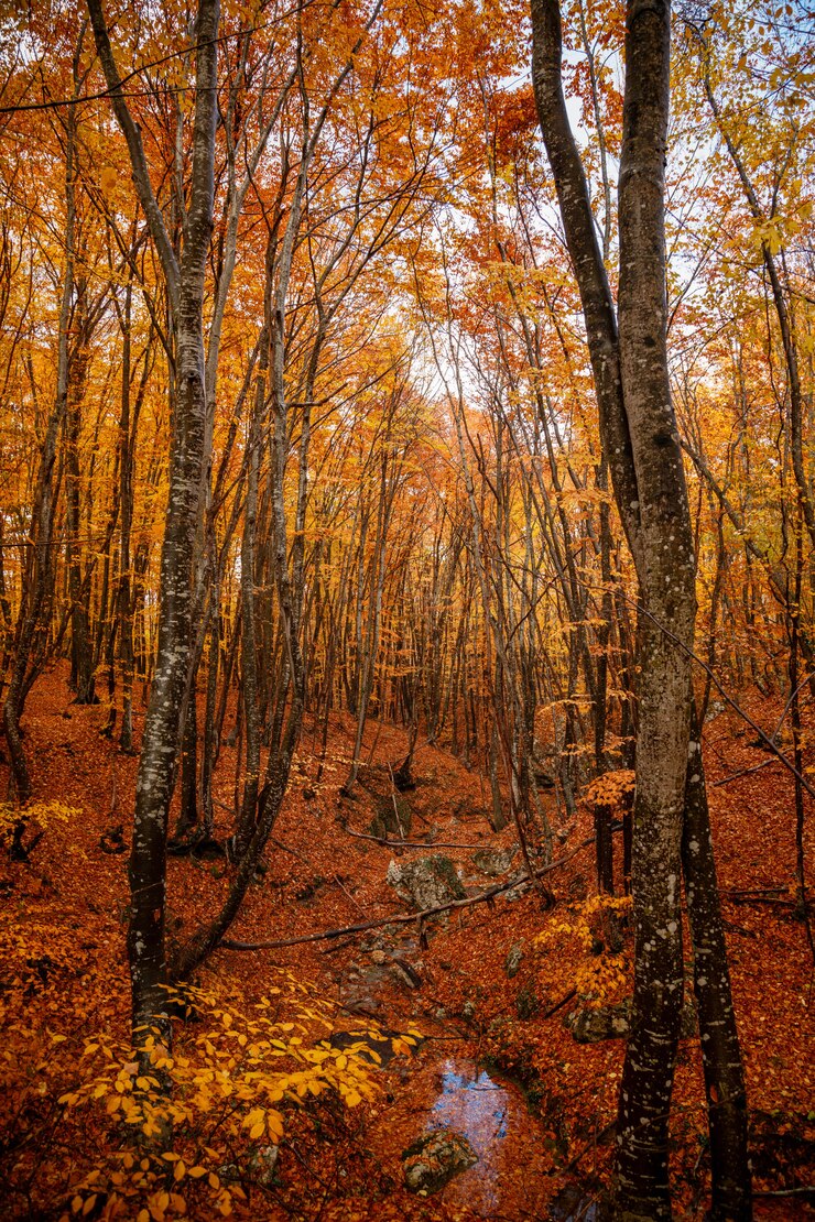 Photo autumn yellow trees in the forest in raine