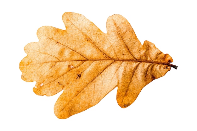 Autumn yellowed leaf. Isolated on white background