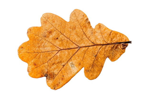 Autumn yellowed leaf. Isolated on white background