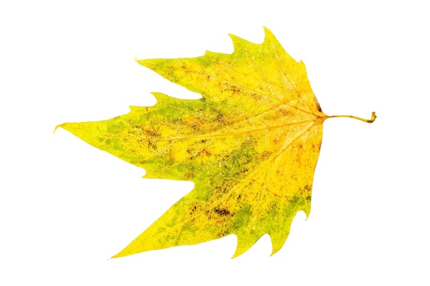 Autumn yellowed leaf. Isolated on white background