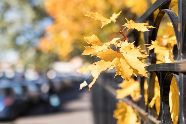 Autumn yellowed maple near the fence on a city street at sunny day, soft focus, blurred background