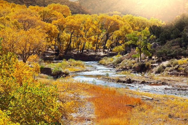 Autumn in Zion