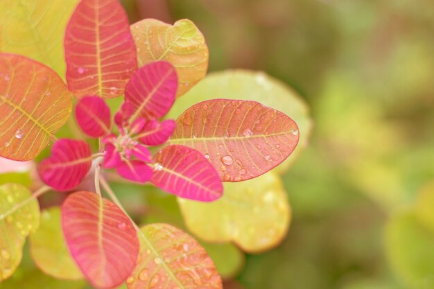 Autumnal abstract  with pink leaves.