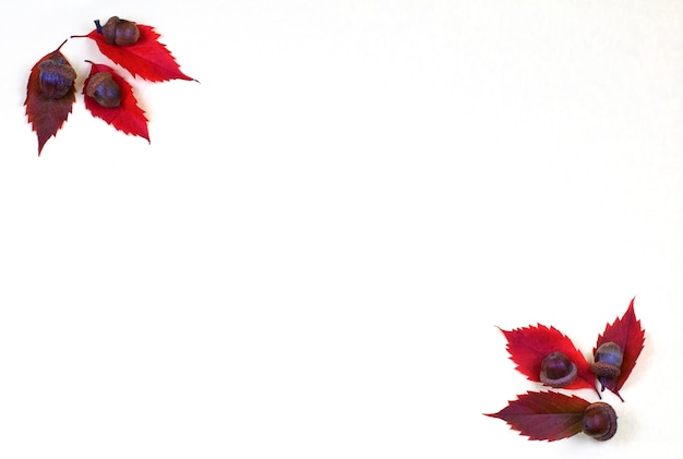 Autumnal autumn frame of fallen leaves and chestnuts on a white background.