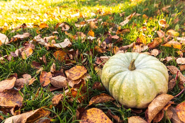 Осенний фон осень осень тыква на сушеных осенних листьях сад фон открытый октябрь сентябрь