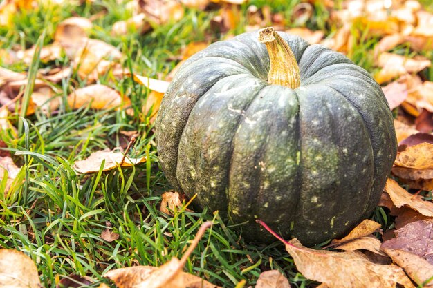 Autumnal background autumn fall pumpkin on dried fall leaves garden background outdoor october septe