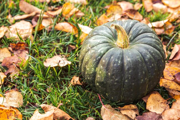 Sfondo autunnale autunno autunno zucca su foglie essiccate autunnali giardino sfondo all'aperto ottobre settembre carta da parati cambio di stagioni cibo biologico maturo concetto festa di halloween giorno del ringraziamento