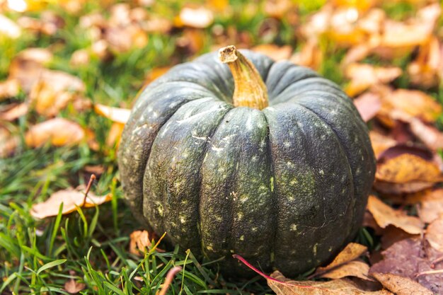 秋の背景乾燥した秋の秋のカボチャは庭の背景を屋外に残します10月9月の壁紙季節の変化熟した有機食品のコンセプトハロウィーンパーティー感謝祭の日