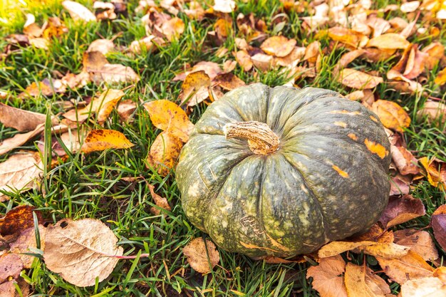 Autumnal background autumn fall pumpkin on dried fall leaves garden background outdoor october