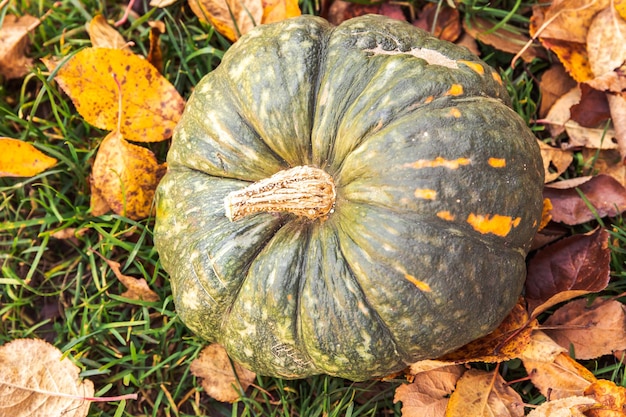 Autumnal background autumn fall pumpkin on dried fall leaves garden background outdoor october