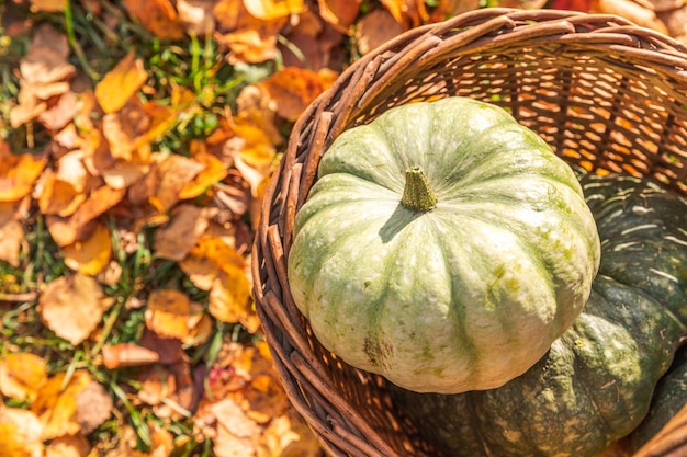 Sfondo autunnale zucche autunnali nel cestino su foglie secche autunnali giardino all'aperto ottobre settembre carta da parati cambio di stagioni cibo biologico maturo concetto festa di halloween giorno del ringraziamento