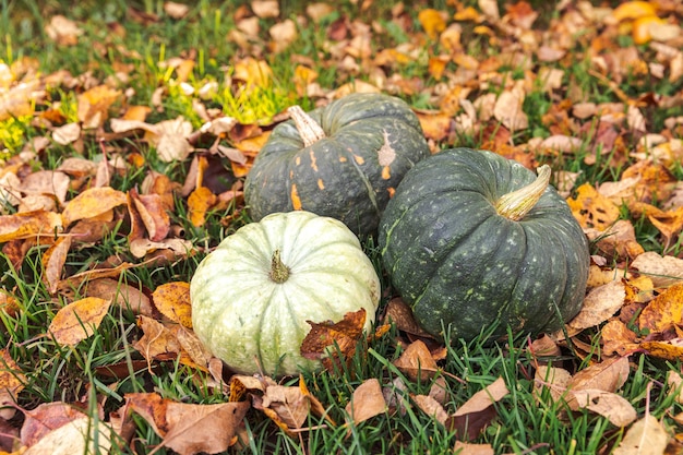 Autumnal background autumn fall pumpkins on dried fall leaves garden background outdoor october sept