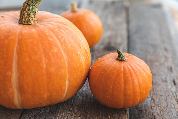 Autumnal background natural autumn fall view pumpkins on wooden background inspirational october or