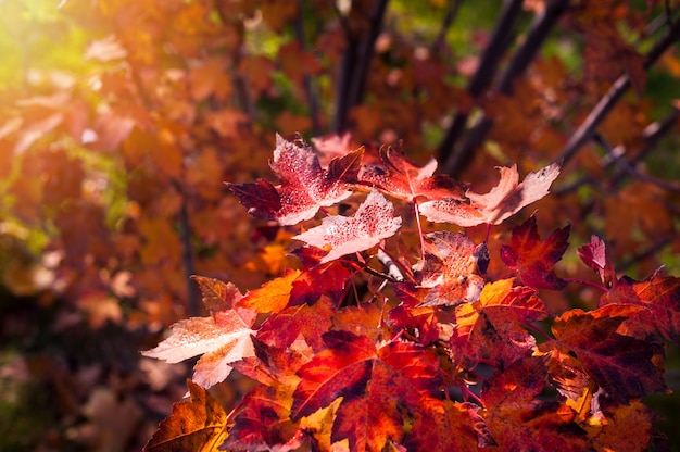 公園の紅葉の背景