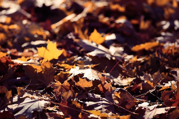 Photo autumnal background with fallen yellow leaves