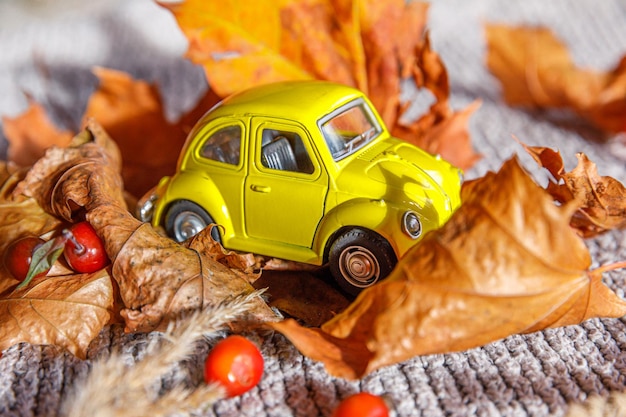 Autumnal background yelllow toy car and dried orange fall maple leaves on grey knitted sweater thank