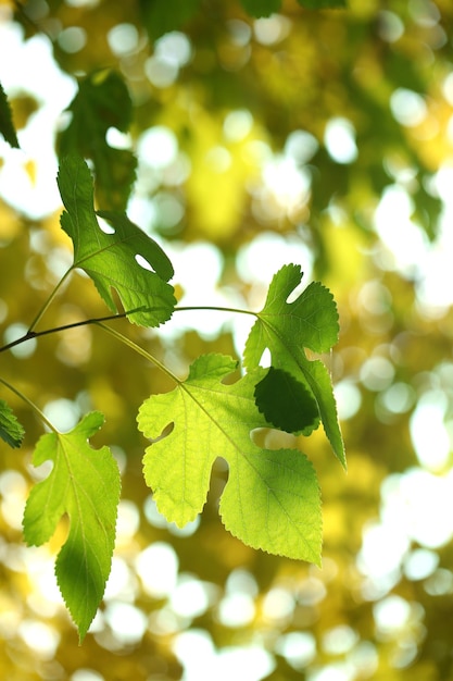 Autumnal background