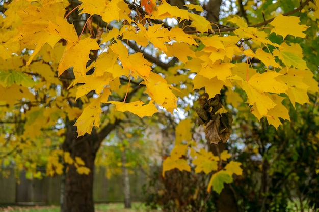 イーストグリンステッドのカエデの木の紅葉