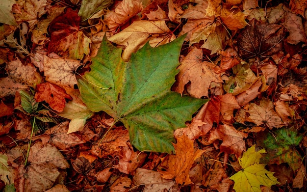 Photo autumnal dry leaves in forest top view