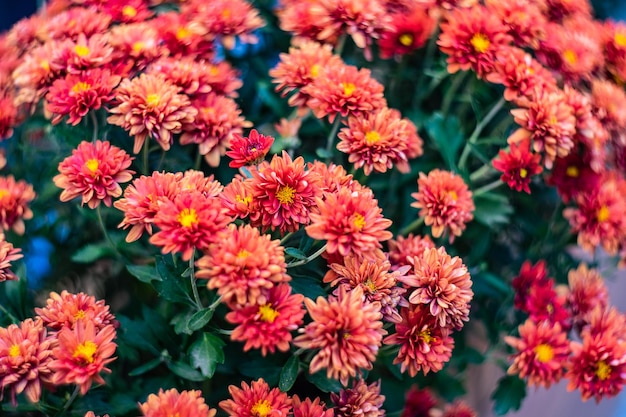 Autumnal flowers background