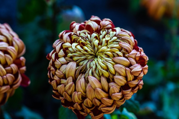 Photo autumnal flowers in the garden