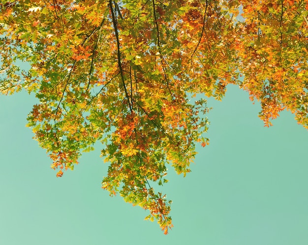 Autumnal foliage on blue