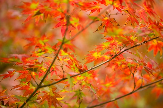 Autumnal foliage of ornamental Maple tree