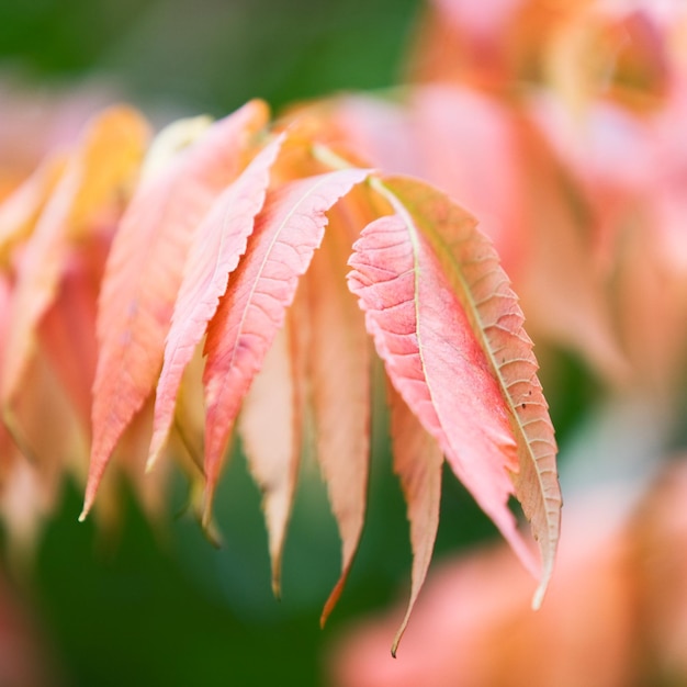 Autumnal Foliage of staghorn sumac, rhus tuphina