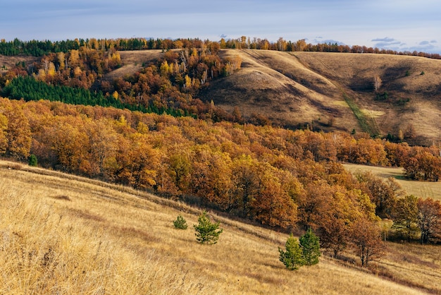 Autumnal forest on the hillside