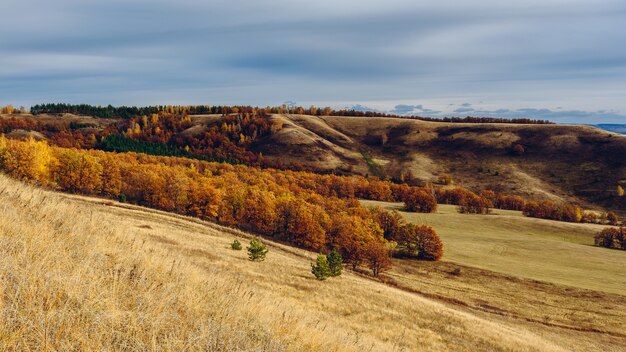 Фото Осенний лес на склоне холма в пасмурный день