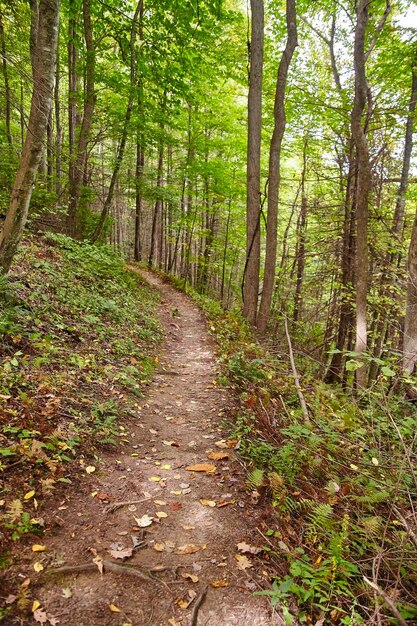 Il sentiero forestale autunnale nelle smoky mountains a livello oculare