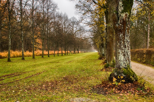 autumnal landscape in a forest