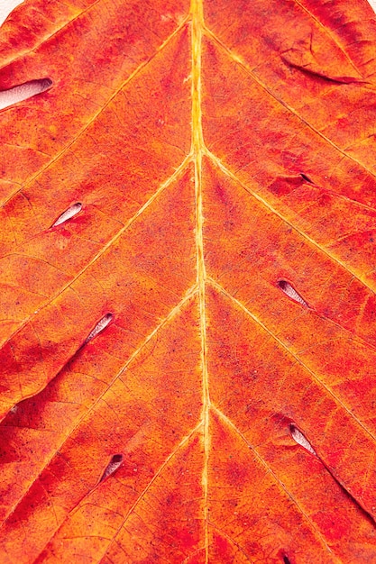 Autumnal leaf close up Fall season abstract background