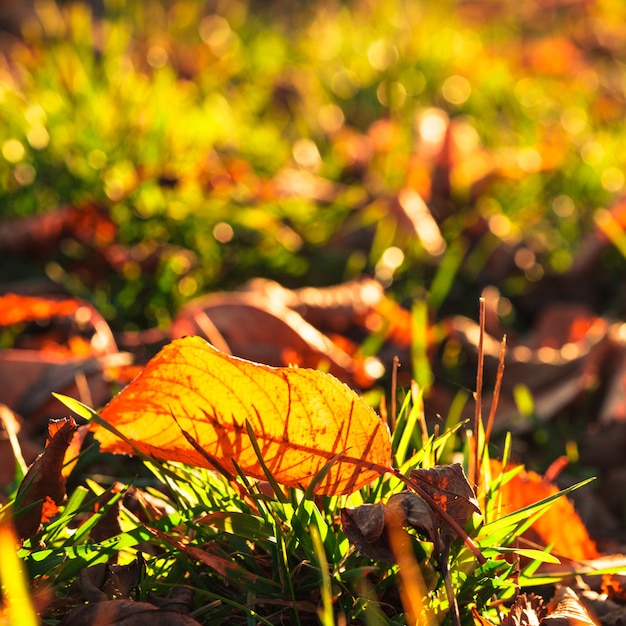 Foto foglia autunnale su erba verde e luce solare dorata