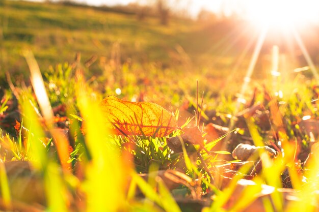 Autumnal leaf over green grass and golden sunlight