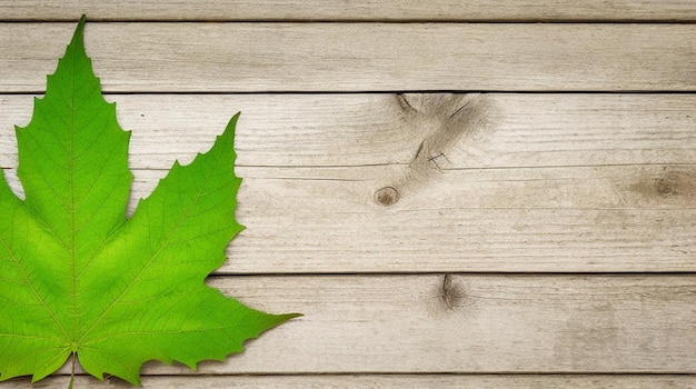 Photo autumnal leave collection on transparent background