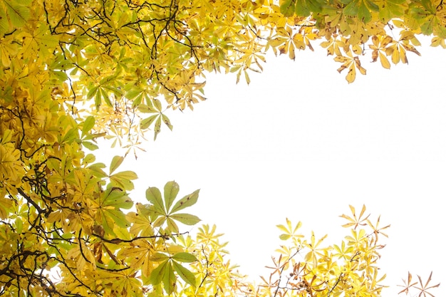 Autumnal leaves against the clear sky