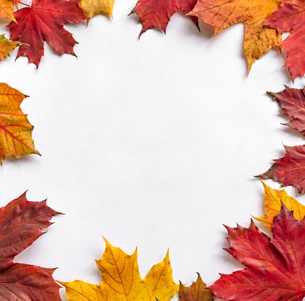 Autumnal leaves frame on white background with copy space. Autumn concept. Flat lay composition, top view