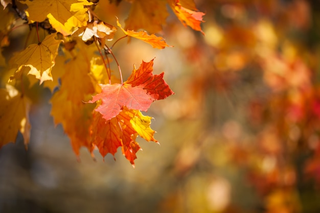 紅葉、森林に対する赤と黄色のカエデの葉