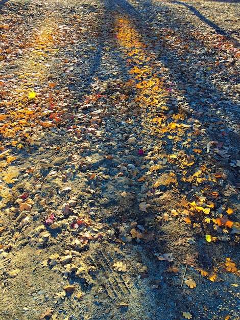 Foto foglie autunnali per strada