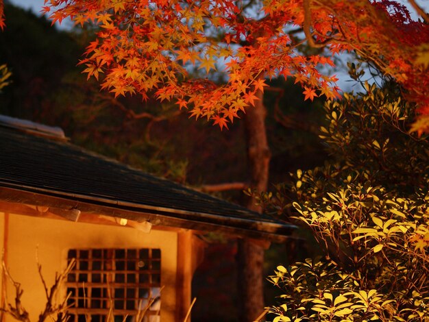 Autumnal leaves on tree trunk