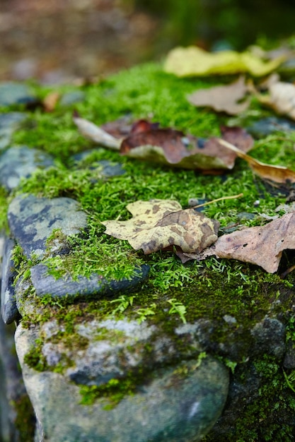 Autumnal Moss and Leaves on Forest Rocks CloseUp Perspective